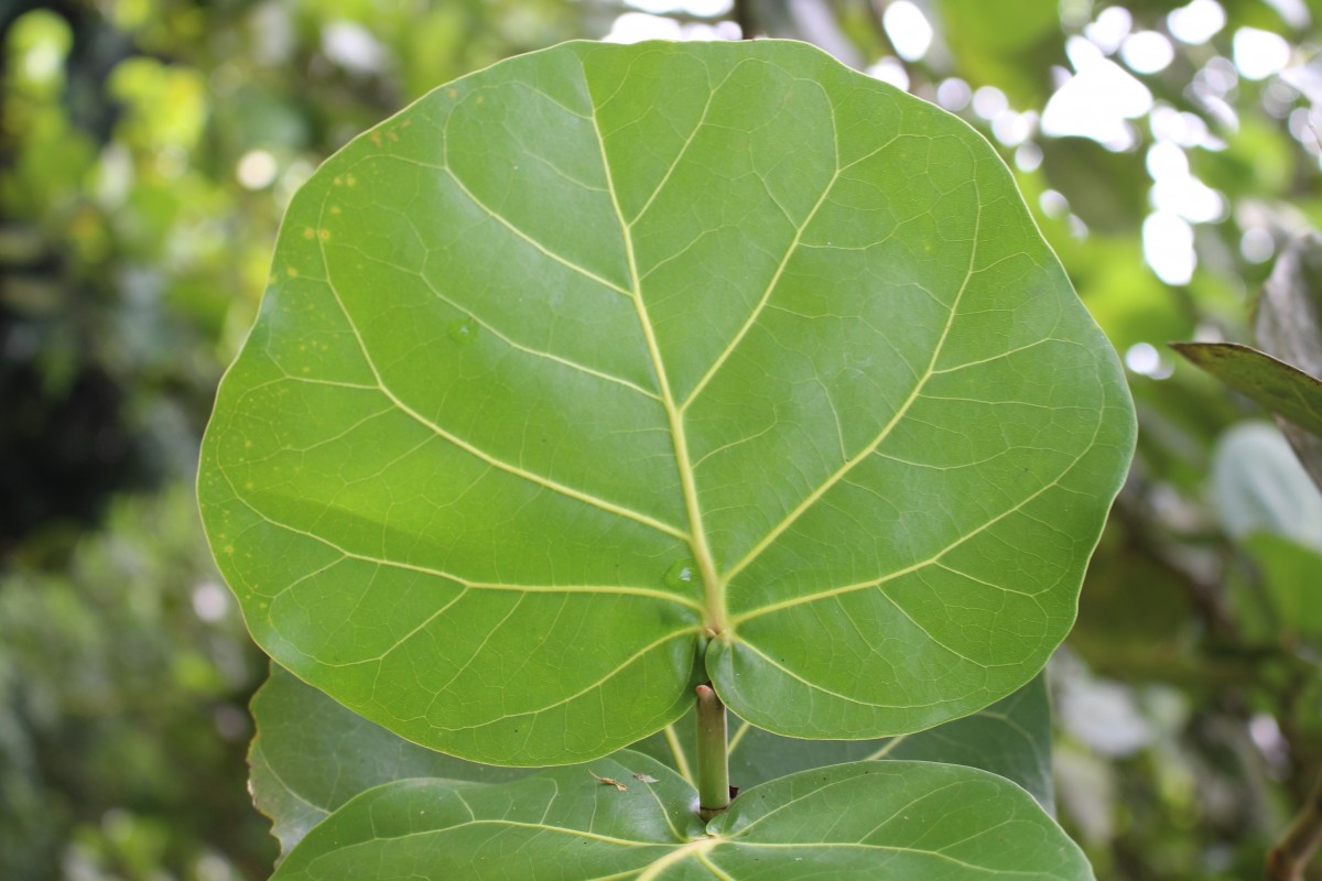 Coccoloba uvifera (L.) L.